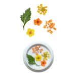 Fleurs Séchées Jaunes